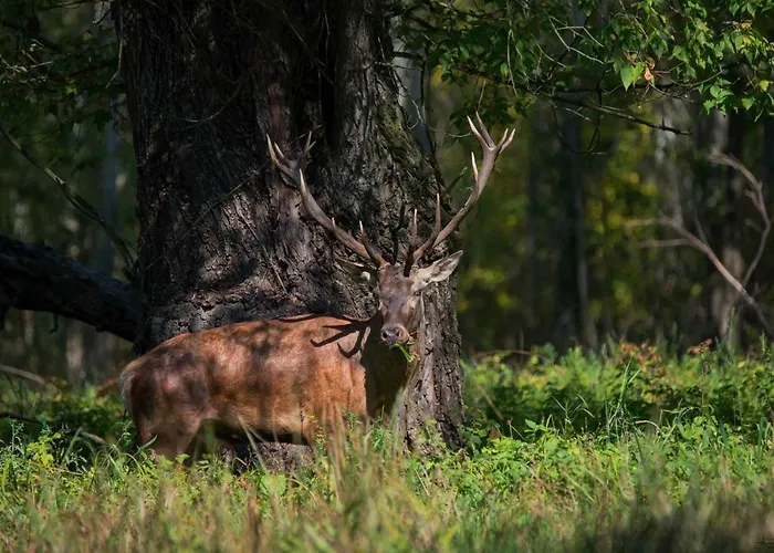 Gemenc Vendeghaz Prázdninový dům Baja