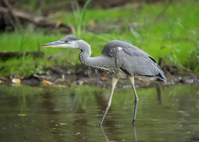 Gemenc Vendeghaz * Baja